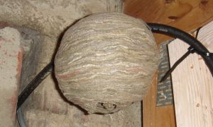 The wasp's nest