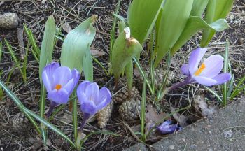 Krokus